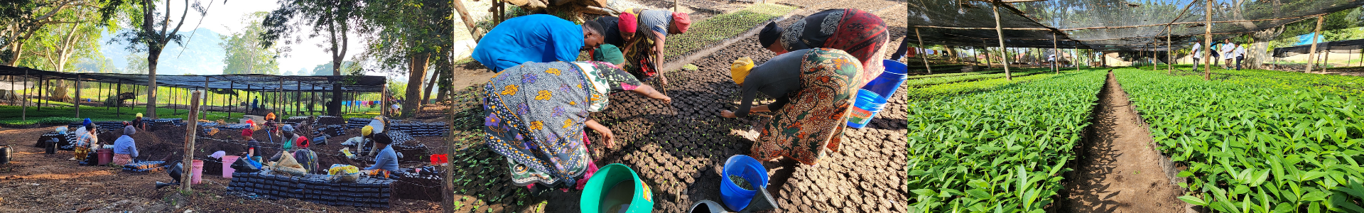 planting trees