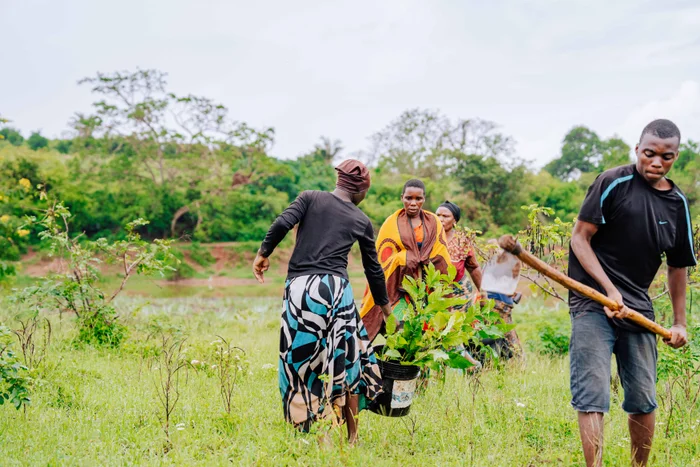 Understand more about More Trees